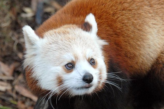 Câmeras escondidas revelam presença de pandas-vermelhos em área remota do Nepal
