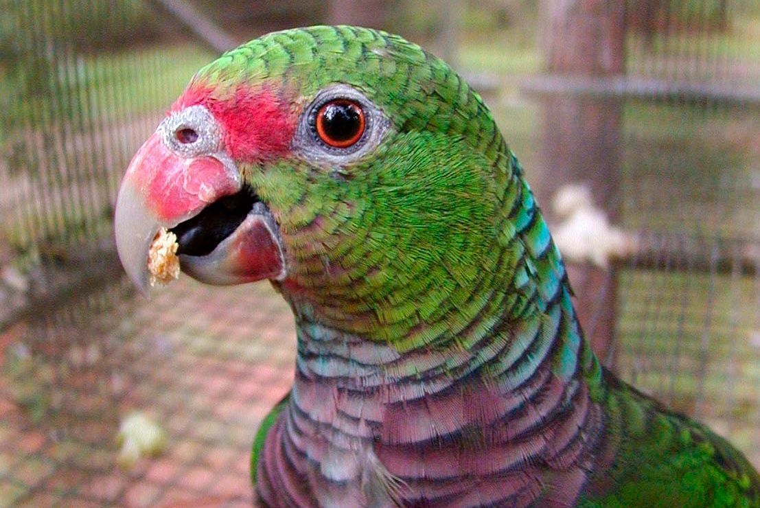 Brasil mostra ao mundo como tenta trazer animais de volta a lugares onde desapareceram
