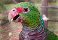 Brasil mostra ao mundo como tenta trazer animais de volta a lugares onde desapareceram
