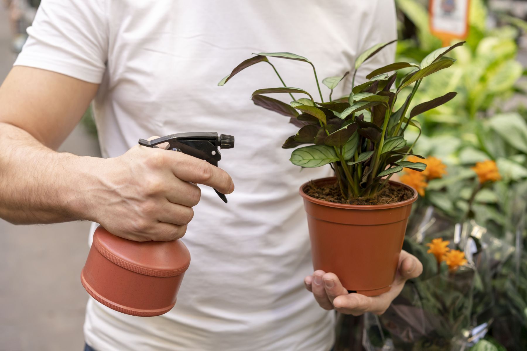 Borrifar água com canela na terra das suculentas: para que serve e por que é recomendado
