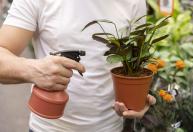 Borrifar água com canela na terra das suculentas: para que serve e por que é recomendado