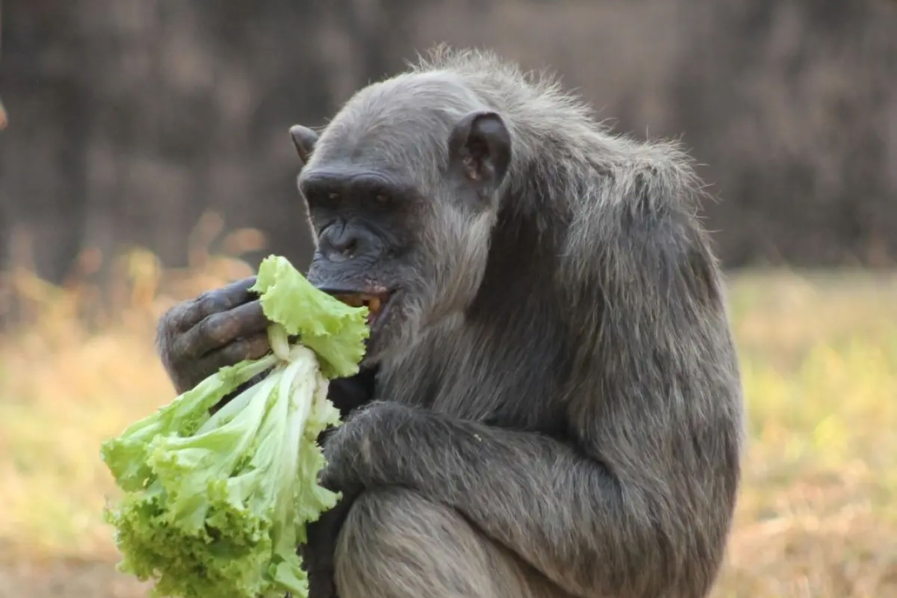 Serafim, chimpanzé do Zoológico de BH, sofre lesão cerebral e está em estado grave