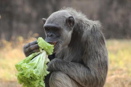 Serafim, chimpanzé do Zoológico de BH