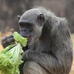 Serafim, chimpanzé do Zoológico de BH, passa mal e sofre lesão cerebral