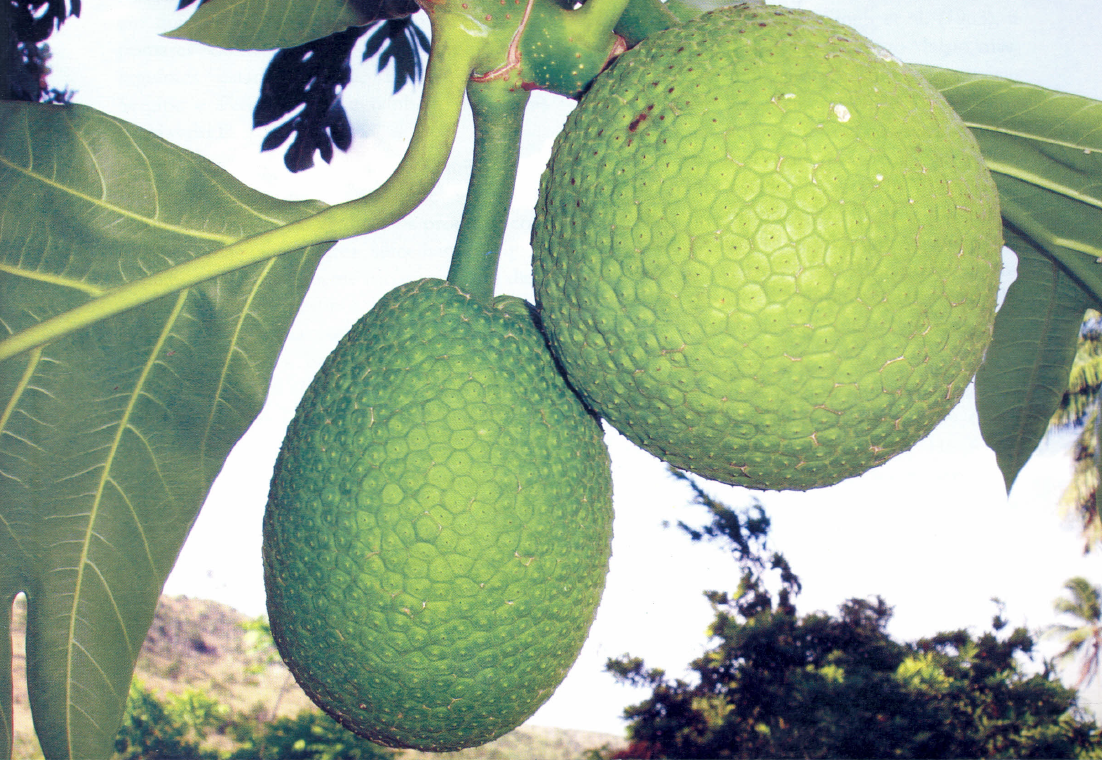 Adeus, batata frita? Conheça a fruta tropical farta no Brasil e que fica idêntica
