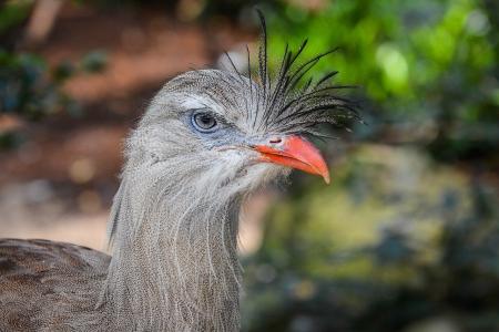 Tão alto quanto britadeira: duas aves brasileiras surpreendem cientistas com cantos acima de 120 decibéis