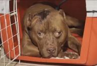Criança de 3 anos morre após ser atacada por pitbull no Rio