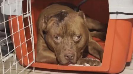 Criança de 3 anos morre após ser atacada por pitbull no Rio
