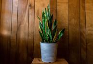 Espada-de-são-jorge no quarto: por que essa planta pode ser ótima escolha para decorar ambiente