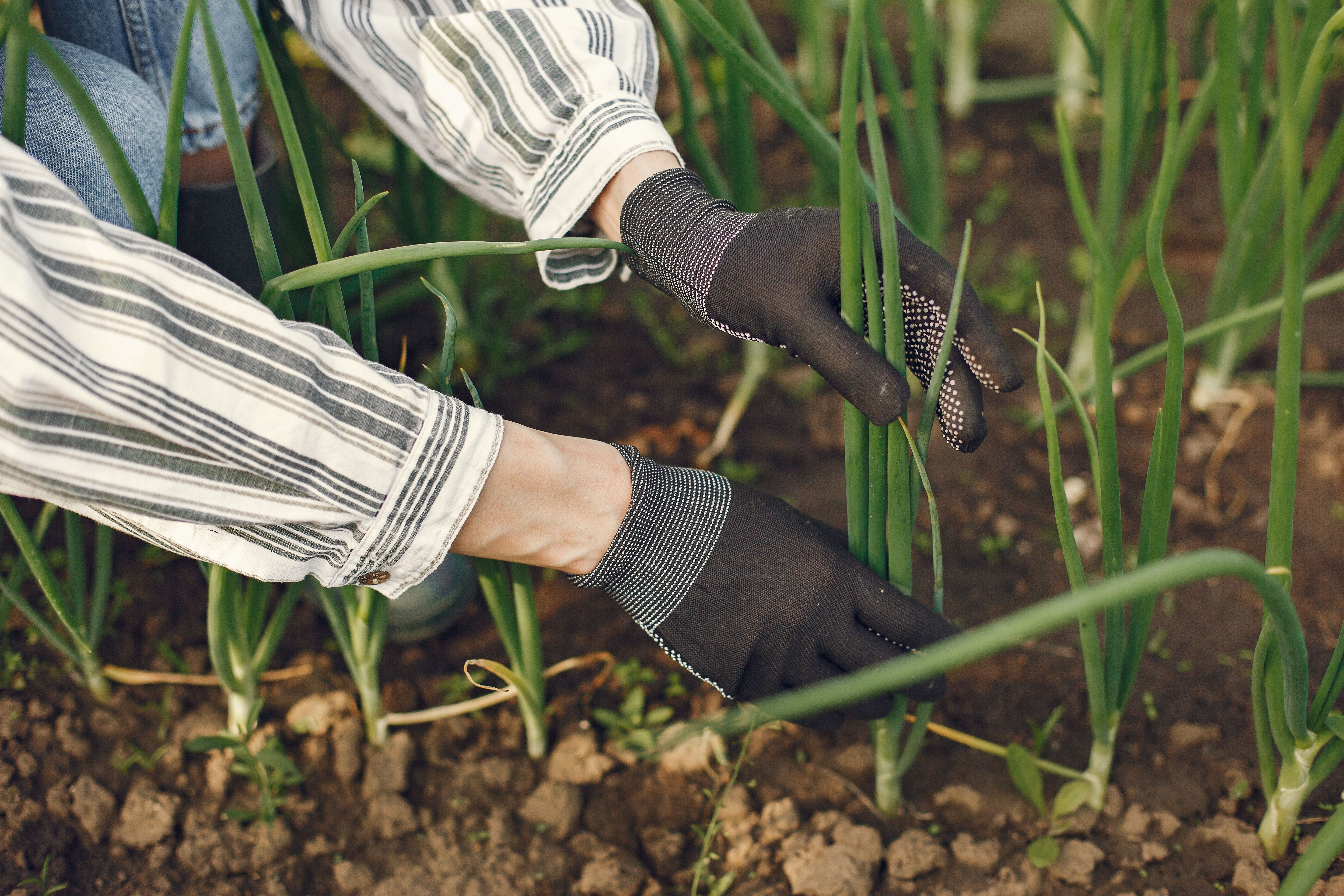Plante no outono: veja como cultivar esta planta e para que ela serve