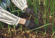 Plante no outono: veja como cultivar esta planta e para que ela serve