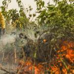 Câmara aprova uso planejado do fogo para prevenir incêndios florestais; entenda