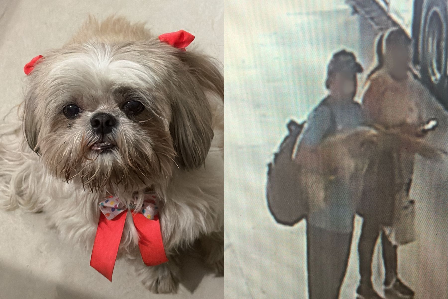 Cadela 'Chelly' desaparece em BH; tutora faz apelo para localizar homem que acolheu animal