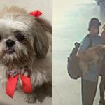 Cadela 'Chelly' desaparece em BH; tutora faz apelo para localizar homem que acolheu animal