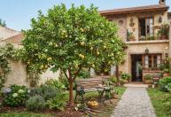 A árvore ideal para sua casa: mantém as folhas o ano todo, produz frutas e flores comestíveis