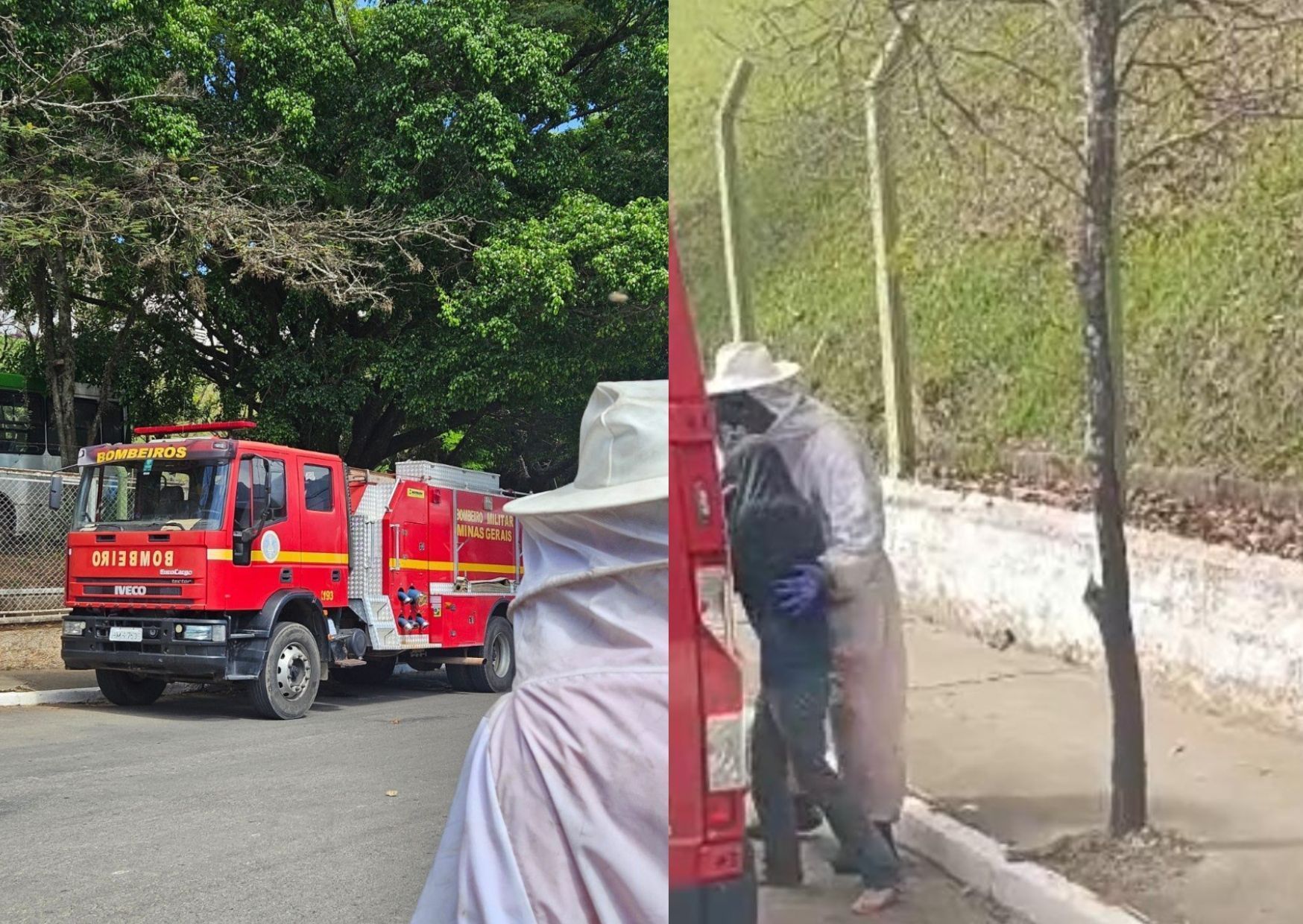 Idoso é internado em estado grave após ataque de abelhas em MG