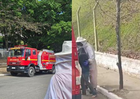 Homem é atacado por abelhas em Andradas