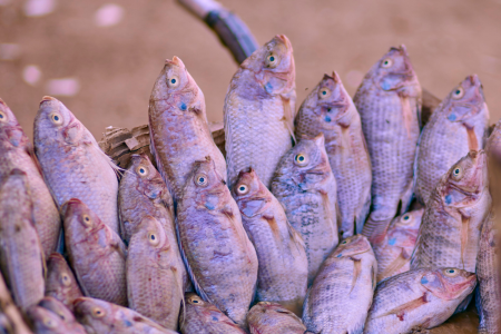 Tilápias recém-pescadas acomodadas em uma cesta.