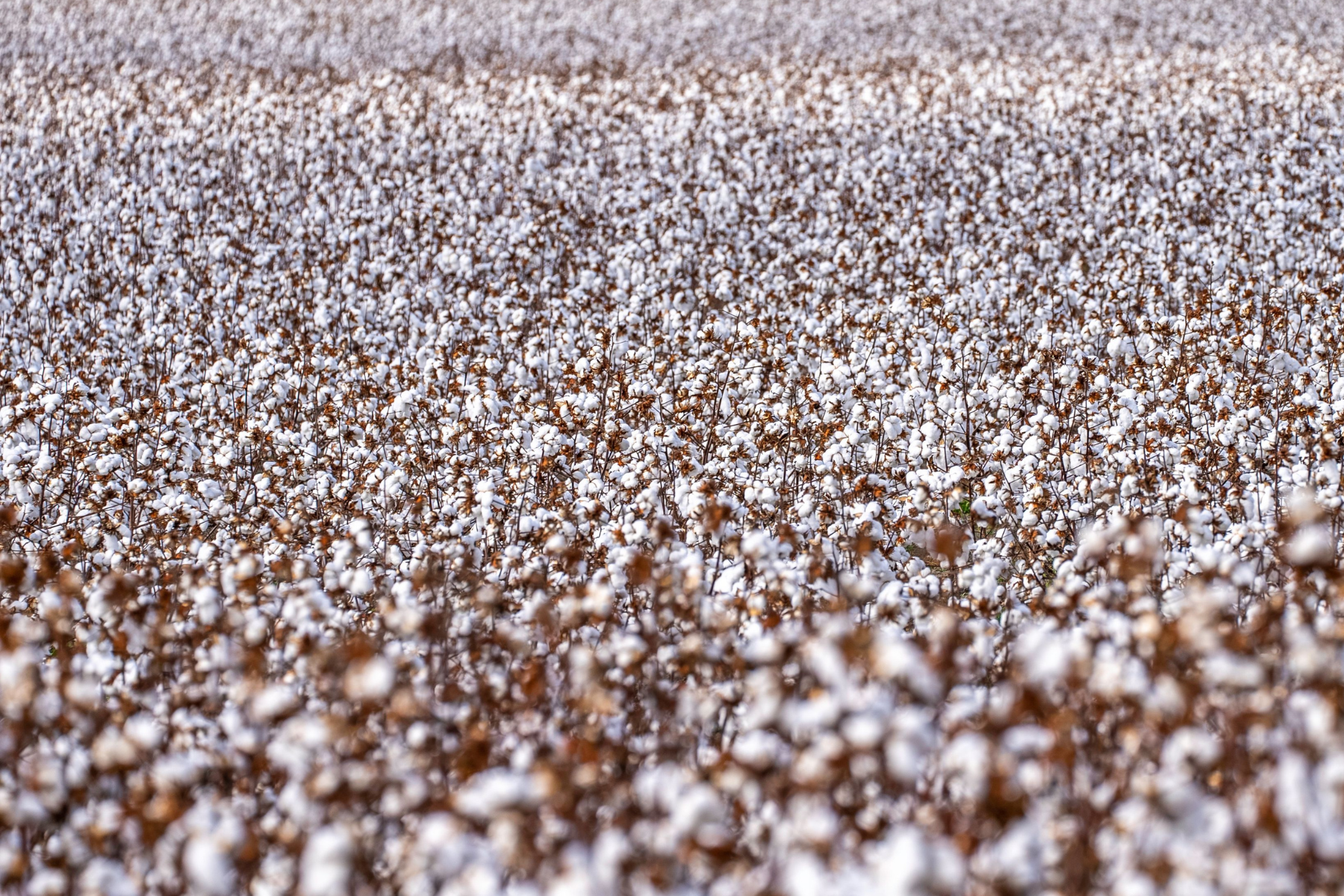 Mato Grosso conclui colheita de algodão da safra 2025/26 em Mato Grosso