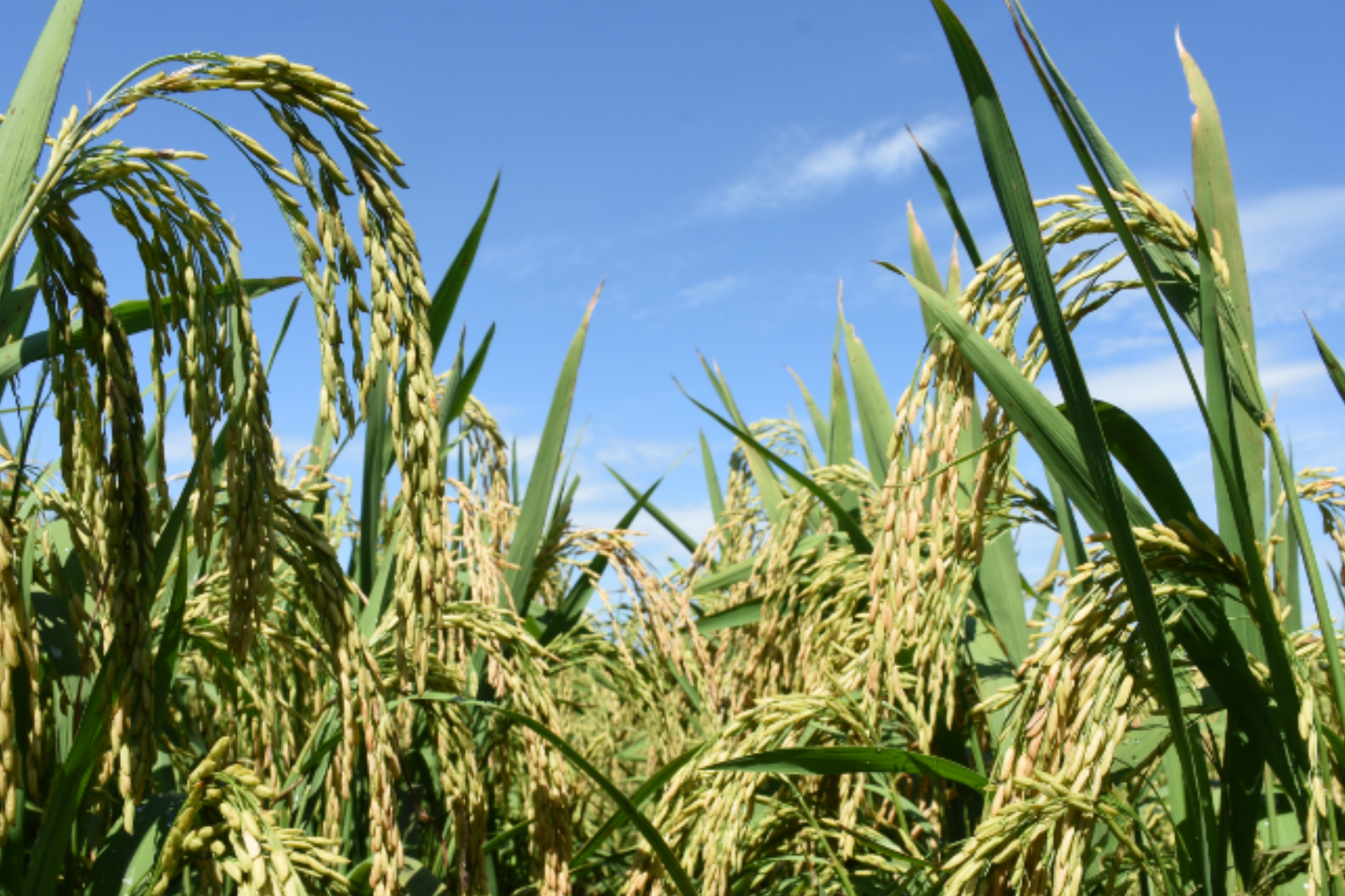 Arroz em casca segue valorizado no RS com disputa entre indústria e exportadores