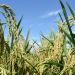 Arroz em casca segue valorizado no RS com disputa entre indústria e exportadores
