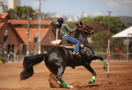 Campeonato Brasileiro de Esportes do Mangalarga Marchador começa em BH