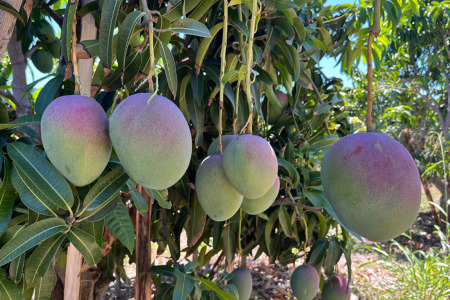 Estudo da Embrapa Semiárido aponta relação com baixas temperaturas e estratégias para reduzir perdas na exportação