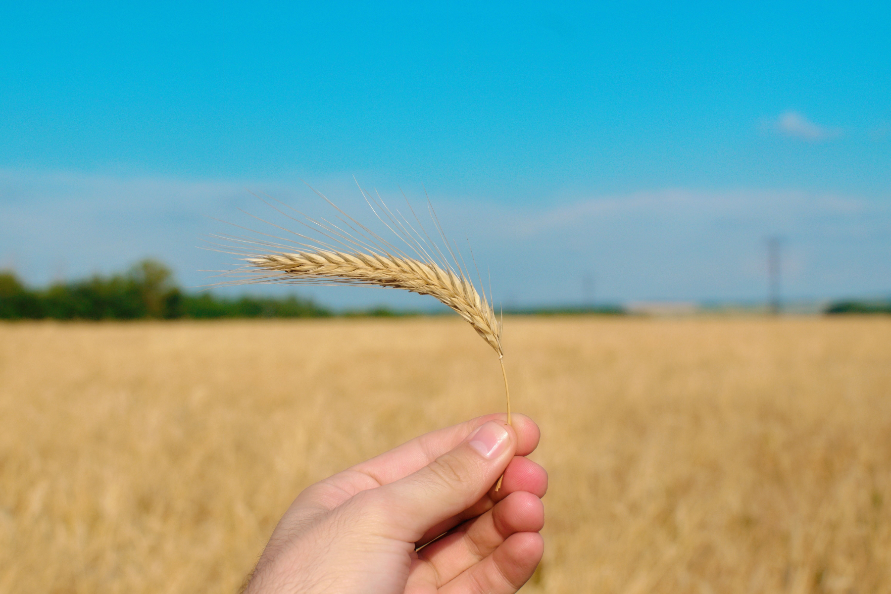 Chuvas preocupam produtores e sustentam preços do trigo no Brasil
