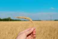 Chuvas preocupam produtores e sustentam preços do trigo no Brasil