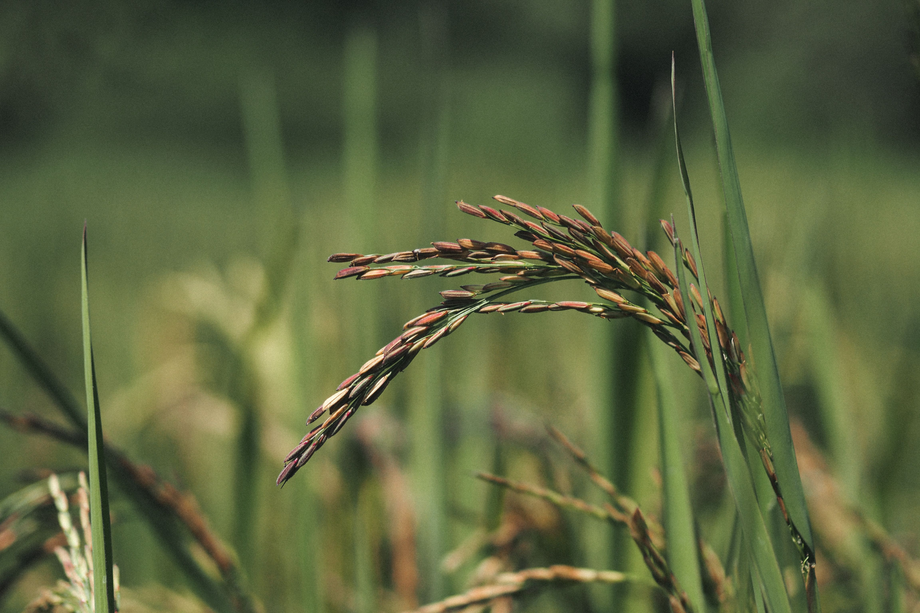 Arroz em casca mantém preços firmes no Rio Grande do Sul com demanda externa