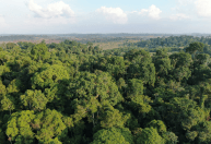 Temperaturas máximas sobem 3,22°C no Centro-Norte da Amazônia fruto da aceleração de extremos climáticos