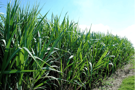 Plantação de cana-de-açúcar com folhas verdes e altas sob céu azul.