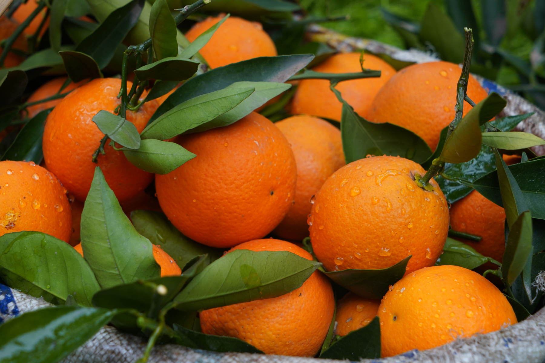 Chuvas favorecem desenvolvimento das laranjas, mas elevam risco de doenças