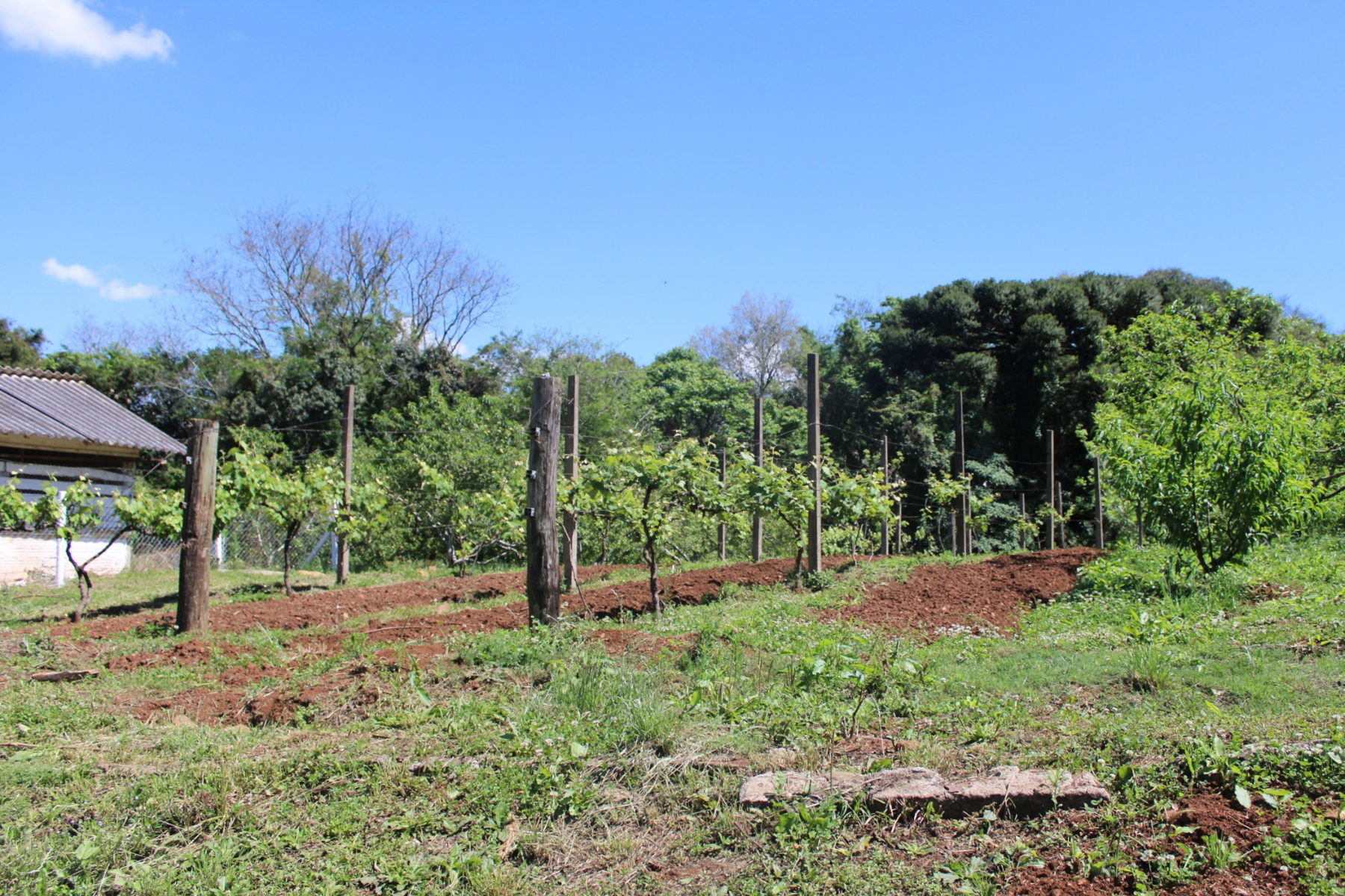 Produtores rurais têm até 30 de setembro para declarar o ITR 2026
