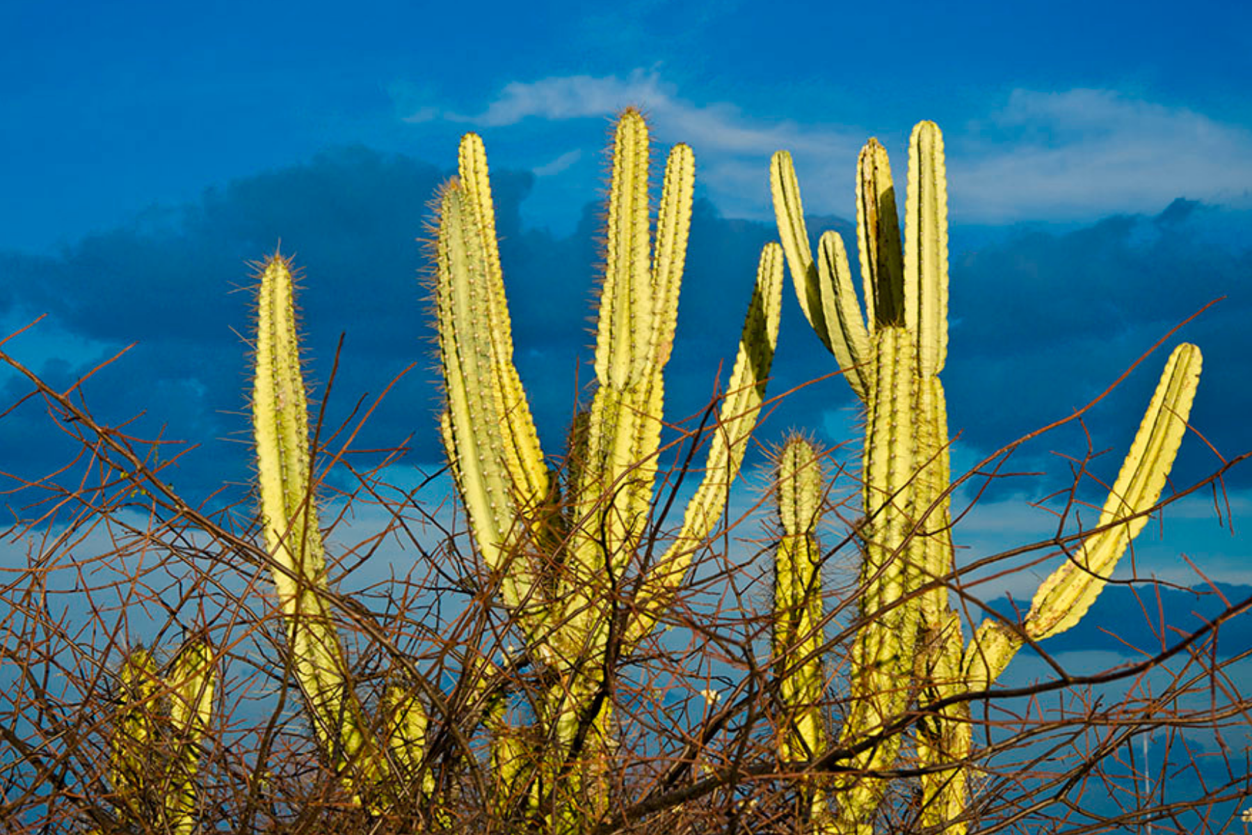 Fungos nativos da Caatinga mostram potencial no controle de doenças agrícolas