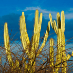 Fungos nativos da Caatinga mostram potencial no controle de doenças agrícolas