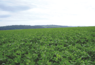 El Niño e La Niña alteram produtividade da soja no Cerrado, aponta estudo