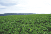 Inadimplência recorde no agro vem do custo e não do tamanho da dívida, aponta Cepea