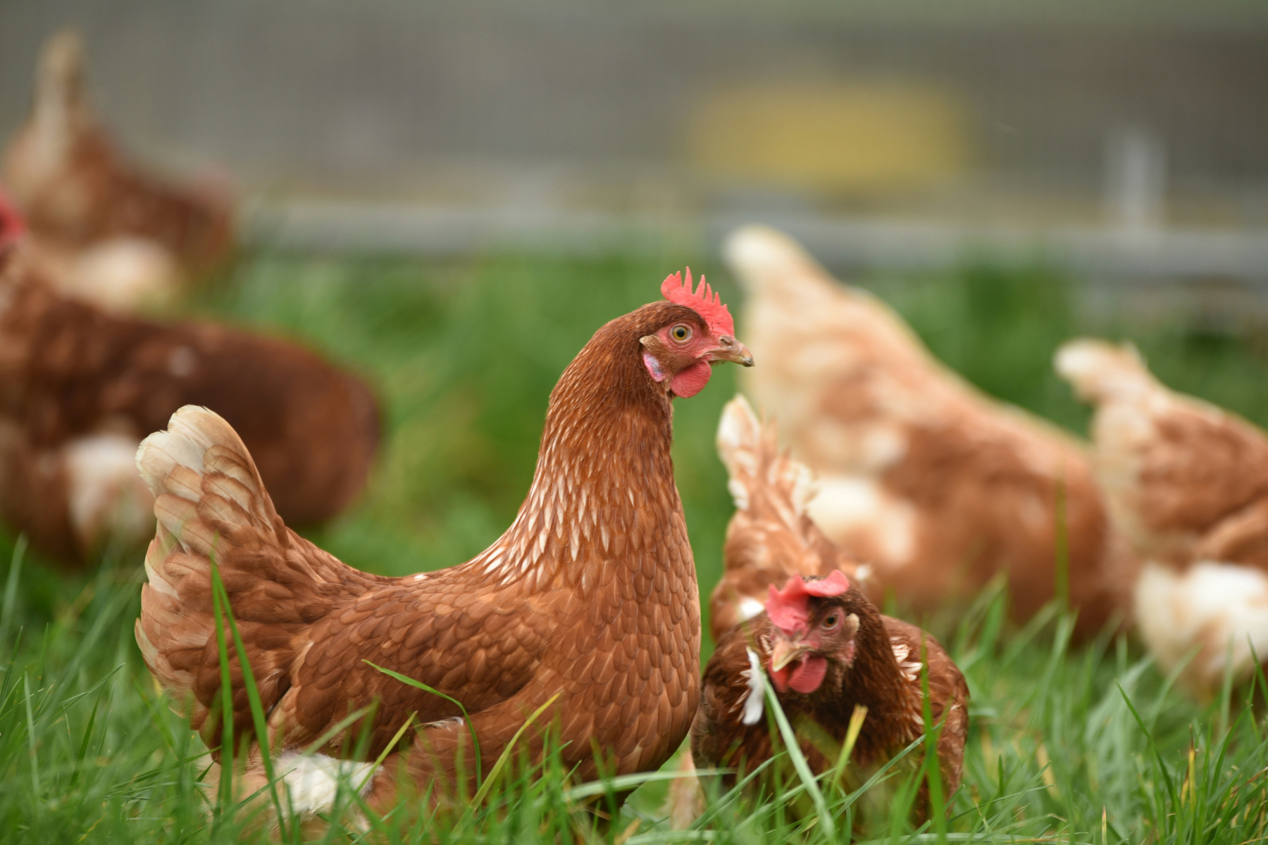 Preço da carne de frango reage em agosto após dois meses de quedas