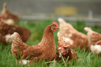 Preço da carne de frango reage em agosto após dois meses de quedas