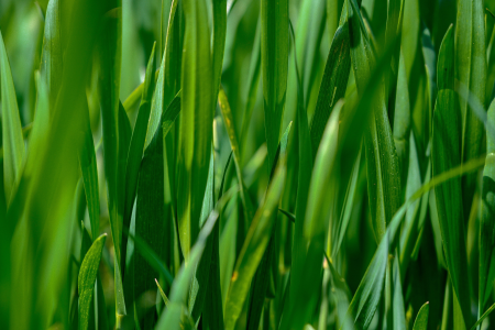 Close-up de folhas verdes de grama em uma área de pastagem.