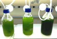 Pesquisa avalia efeitos de nanopartículas de prata na agricultura