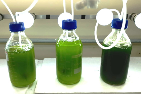 Frascos de laboratório com líquidos verdes conectados a tubos sob iluminação artificial.