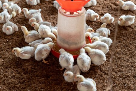 Pintinhos em uma área de criação de uma granja.