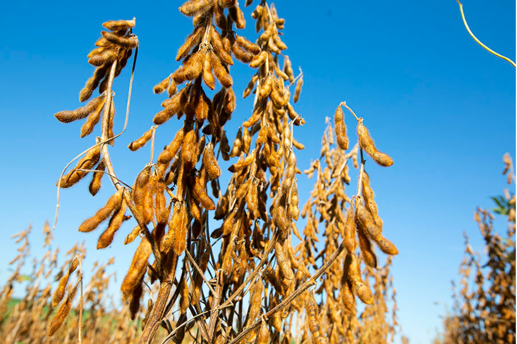 Embrapa identifica tecnologia STS em 15% das cultivares de soja avaliadas