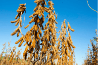 Embrapa identifica tecnologia STS em 15% das cultivares de soja avaliadas