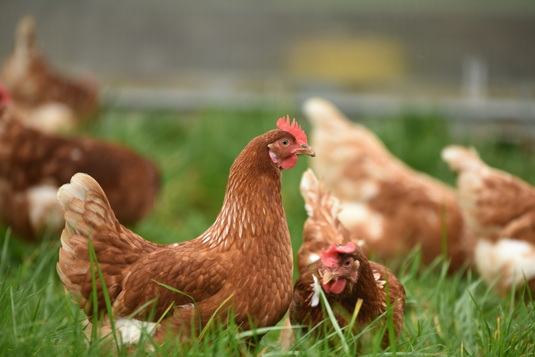 Frango resfriado supera carcaça suína pela primeira vez desde 2004