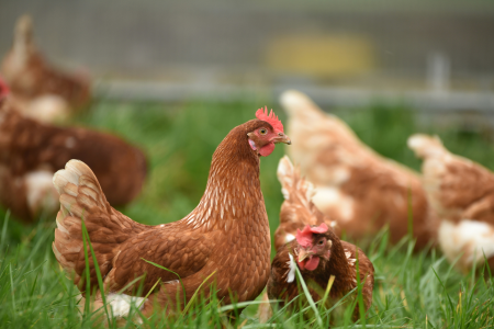 Frango em uma área de criação.