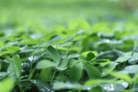 Plantas forrageiras verdes com gotas de água nas folhas.