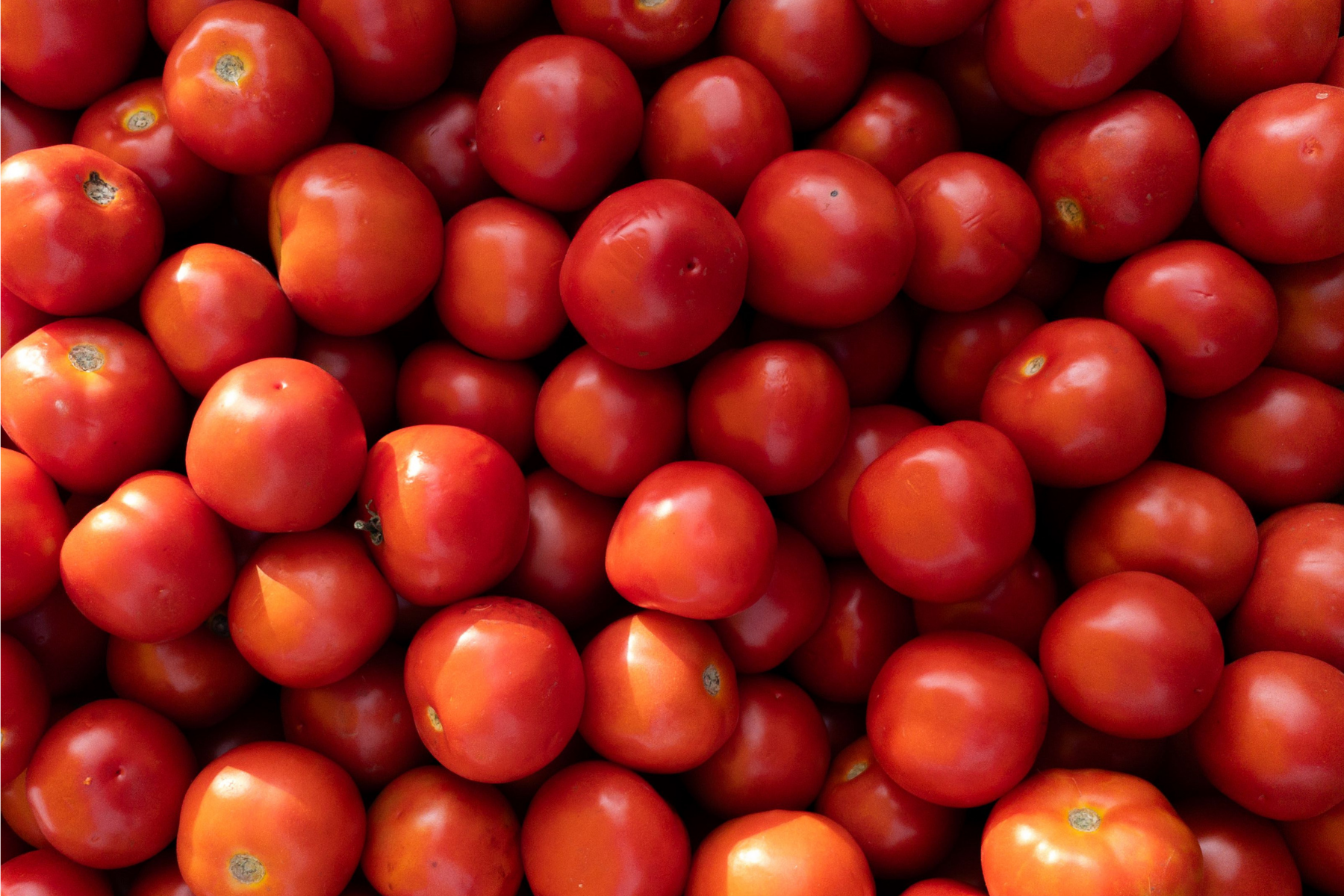 Tomate fica mais caro nos atacados com redução da oferta